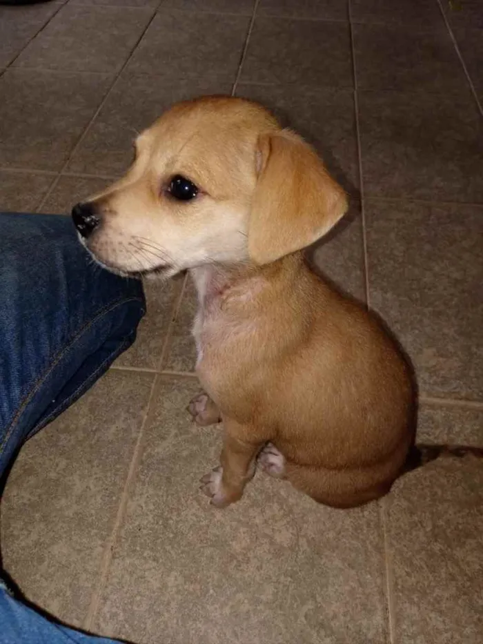 Cachorro ra a SRD idade Abaixo de 2 meses nome Belle