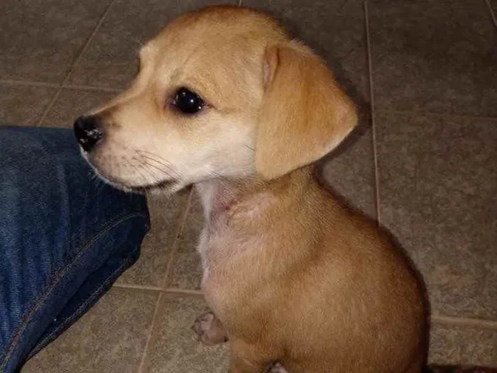 Cachorro ra a SRD idade Abaixo de 2 meses nome Belle