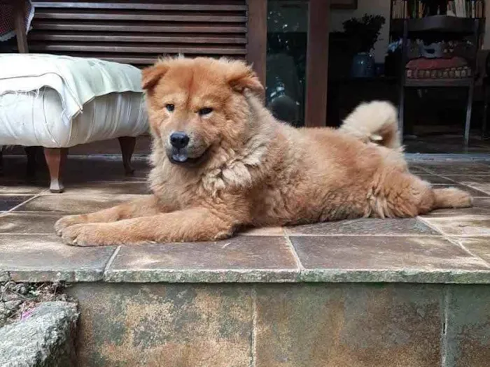 Cachorro ra a Chow Chow idade 1 ano nome Atila