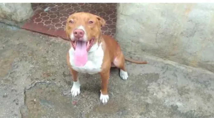 Cachorro ra a PitBull idade 2 anos nome Ralph