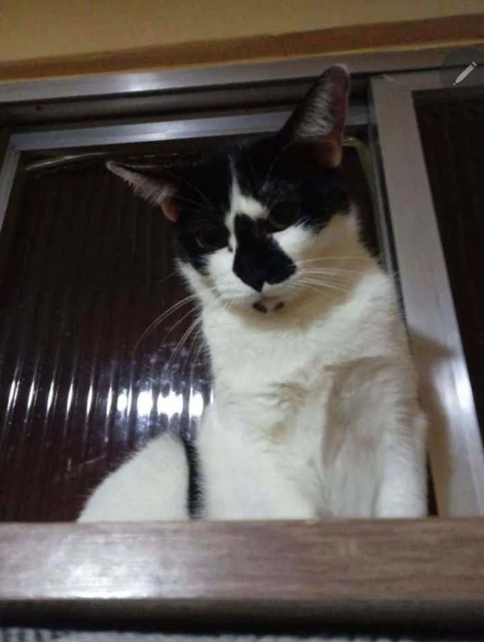 Gato ra a SRD idade 2 anos nome July