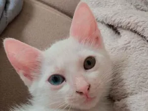 Gato raça  idade 2 a 6 meses nome Adoção