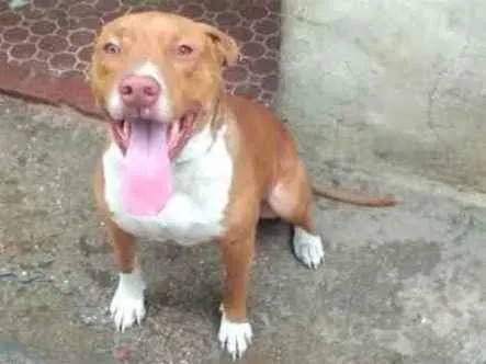 Cachorro ra a PitBull idade 2 anos nome Ralph