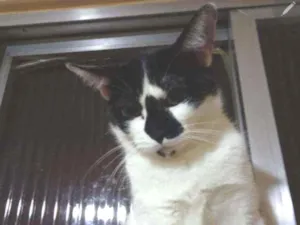 Gato raça SRD idade 2 anos nome July