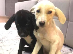 Cachorro raça Sem raça idade 2 a 6 meses nome Branquinha e Pretinh