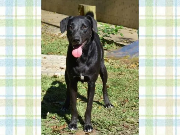 Cachorro ra a SRD-ViraLata idade 6 ou mais anos nome CAFÉ