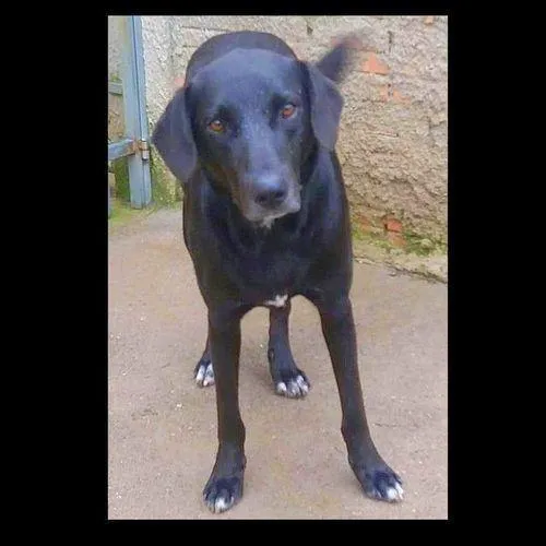 Cachorro ra a SRD-ViraLata idade 6 ou mais anos nome CAFÉ