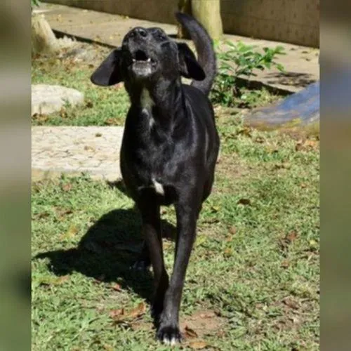 Cachorro ra a SRD-ViraLata idade 6 ou mais anos nome CAFÉ
