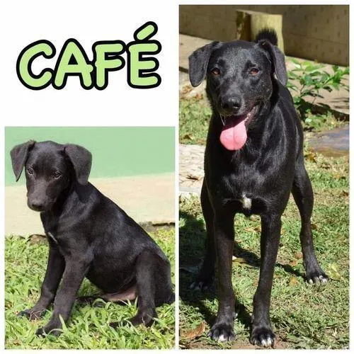 Cachorro ra a SRD-ViraLata idade 6 ou mais anos nome CAFÉ