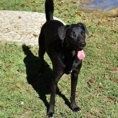 Cachorro ra a SRD-ViraLata idade 6 ou mais anos nome CAFÉ
