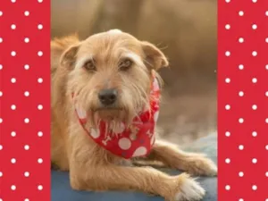 Cachorro raça SRD-ViraLata idade 6 ou mais anos nome LILICA