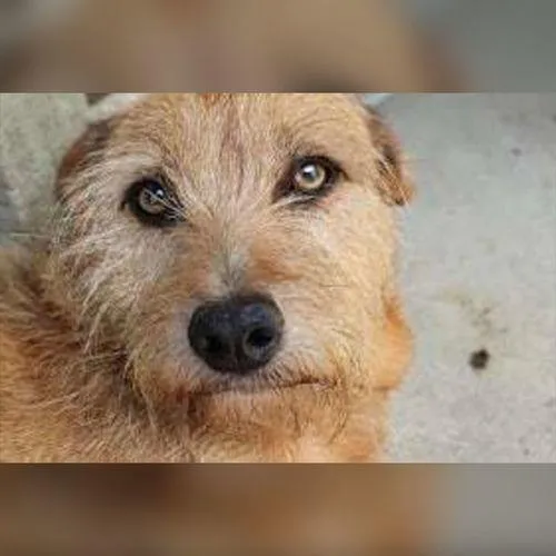 Cachorro ra a SRD-ViraLata idade 6 ou mais anos nome LILICA