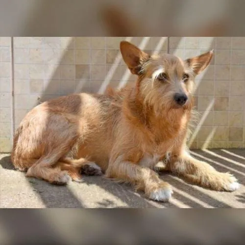 Cachorro ra a SRD-ViraLata idade 6 ou mais anos nome LILICA