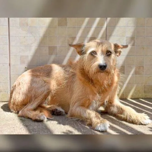 Cachorro ra a SRD-ViraLata idade 6 ou mais anos nome LILICA