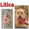 LILICA