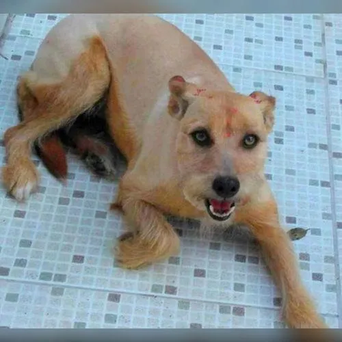 Cachorro ra a SRD-ViraLata idade 6 ou mais anos nome LILICA