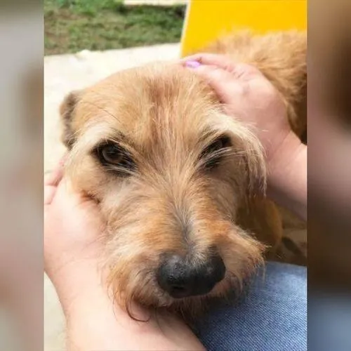 Cachorro ra a SRD-ViraLata idade 6 ou mais anos nome LILICA