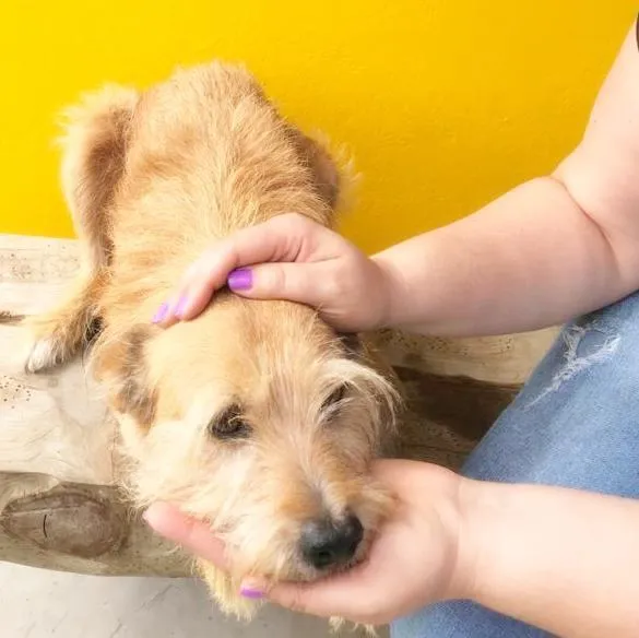 Cachorro ra a SRD-ViraLata idade 6 ou mais anos nome LILICA