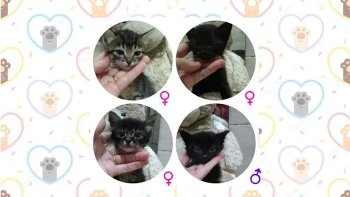 Gato ra a S/ raça  idade 2 a 6 meses nome S/ nome