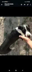 Não tem