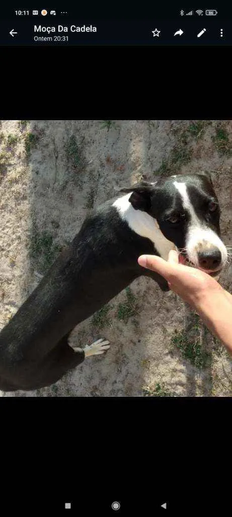 Cachorro raça Vira lata idade 7 a 11 meses nome Não tem