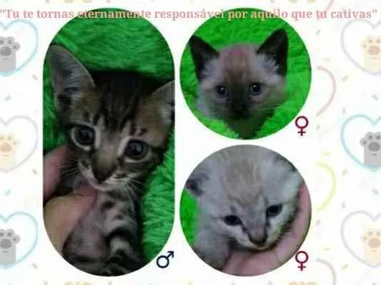 Gato ra a S/ raça  idade 2 a 6 meses nome S/ nome