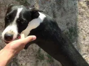 Cachorro raça Vira lata idade 7 a 11 meses nome Não tem