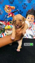 Cachorro raça Srd idade Abaixo de 2 meses nome Bombom