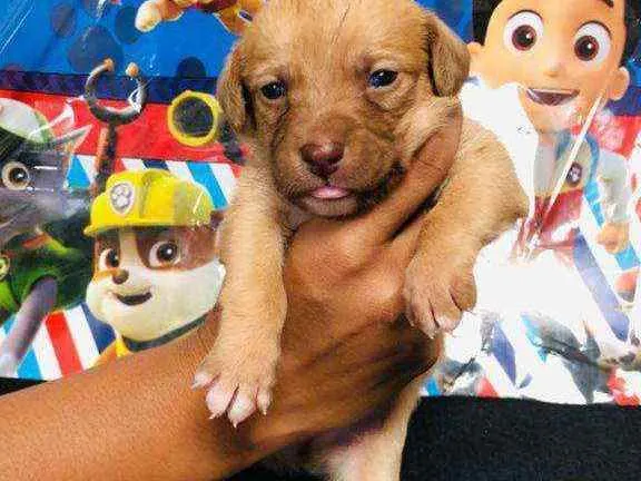 Cachorro raça Srd idade Abaixo de 2 meses nome Bombom