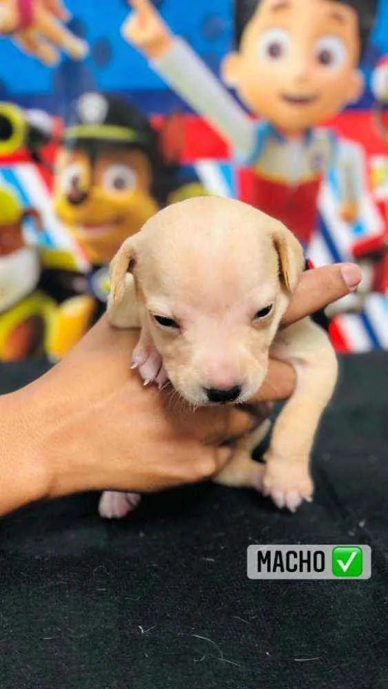 Cachorro raça Srd idade Abaixo de 2 meses nome Gergelim