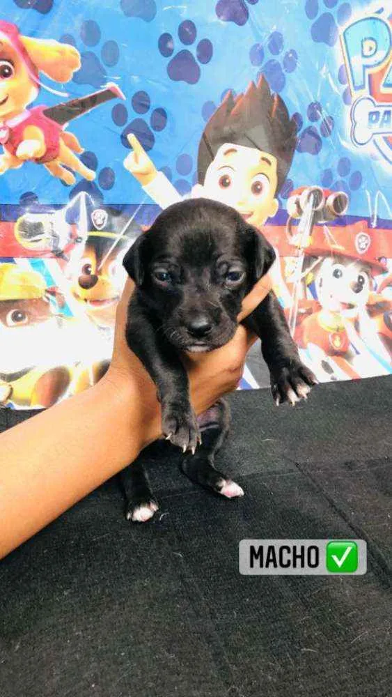 Cachorro raça Srd idade Abaixo de 2 meses nome Amendoim