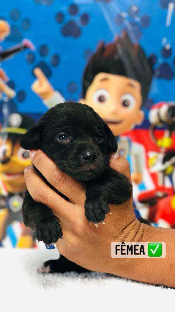 Cachorro raça Srd idade Abaixo de 2 meses nome Nutella