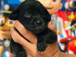 Cachorro raça Srd idade Abaixo de 2 meses nome Nutella