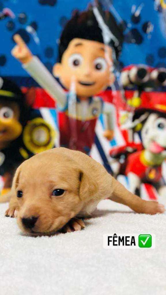 Cachorro raça Srd idade Abaixo de 2 meses nome Baunilha 