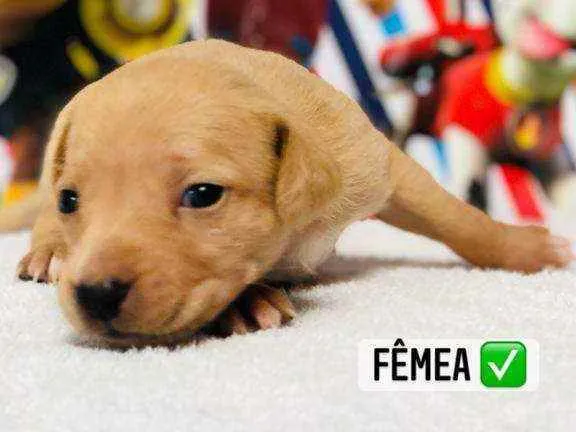 Cachorro raça Srd idade Abaixo de 2 meses nome Baunilha 