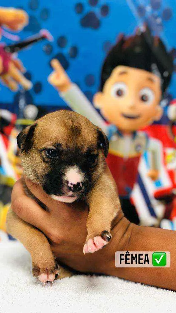 Cachorro raça Srd idade Abaixo de 2 meses nome Alecrim