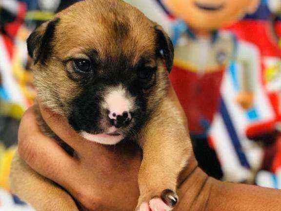 Cachorro raça Srd idade Abaixo de 2 meses nome Alecrim