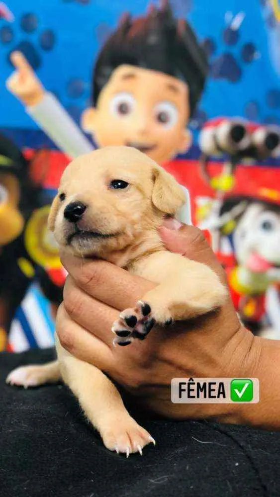 Cachorro raça Srd idade Abaixo de 2 meses nome Quindim