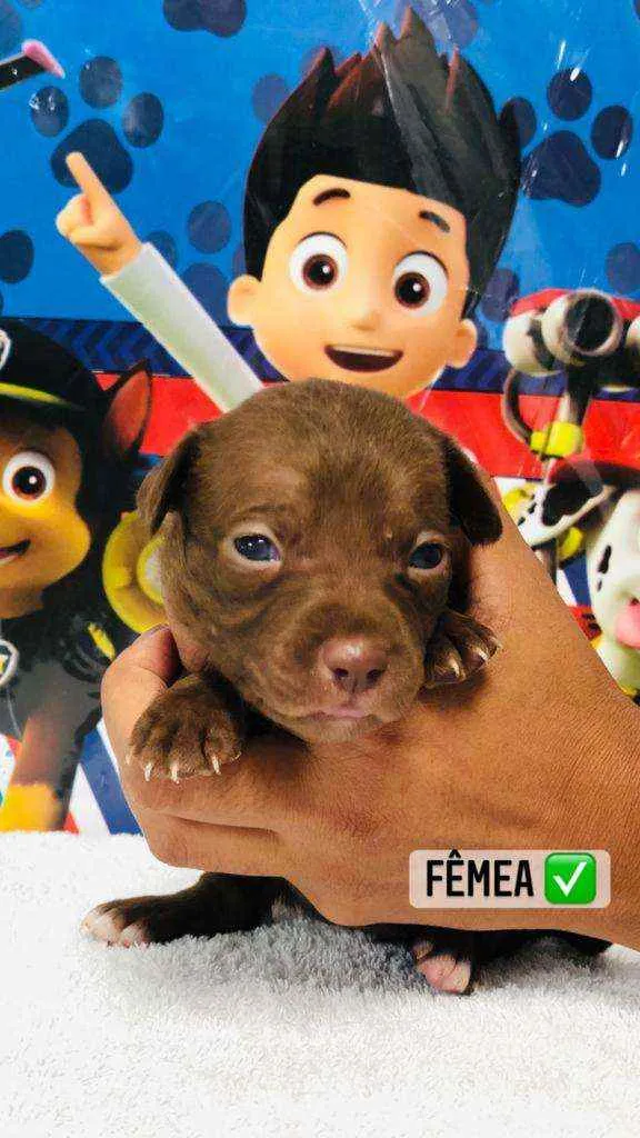 Cachorro raça Srd idade Abaixo de 2 meses nome Chocolate