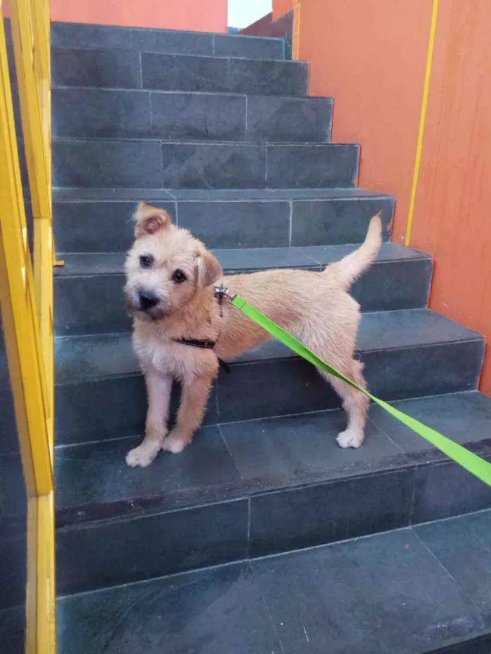 Cachorro raça Srd idade 7 a 11 meses nome Maggie