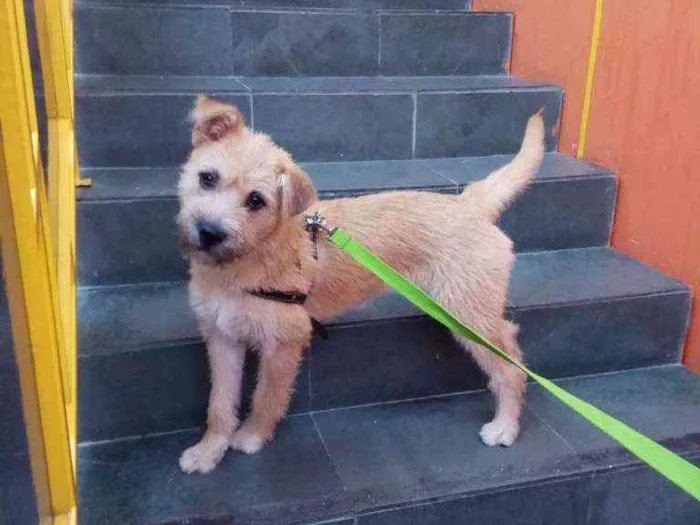 Cachorro raça Srd idade 7 a 11 meses nome Maggie