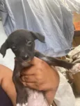 Dogs shows