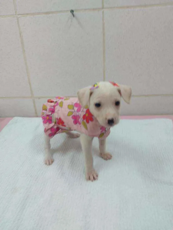 Cachorro raça Srd idade 2 a 6 meses nome Juliette