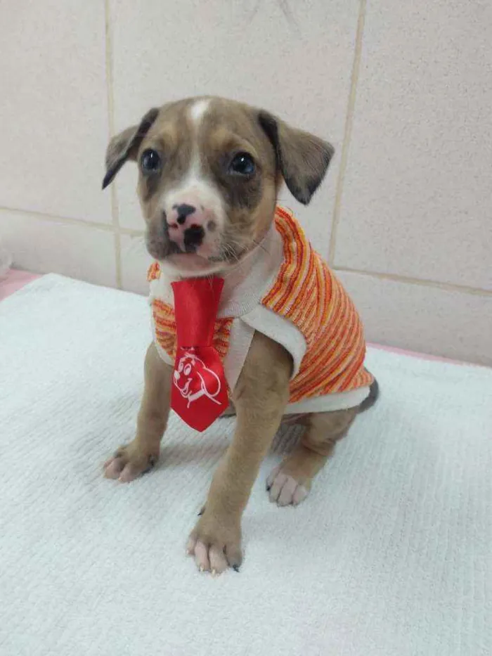 Cachorro raça Srd idade 2 a 6 meses nome Romeu 