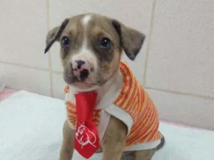 Cachorro raça Srd idade 2 a 6 meses nome Romeu 