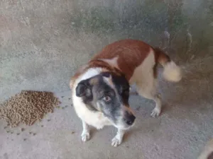 Cachorro raça Srd idade 6 ou mais anos nome Nando