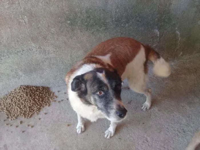 Cachorro raça Srd idade 6 ou mais anos nome Nando