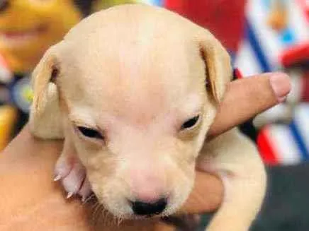 Cachorro raça Srd idade Abaixo de 2 meses nome Gergelim