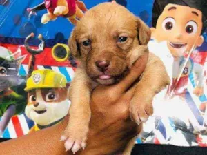 Cachorro raça Srd idade Abaixo de 2 meses nome Bombom