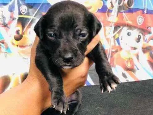 Cachorro raça Srd idade Abaixo de 2 meses nome Amendoim